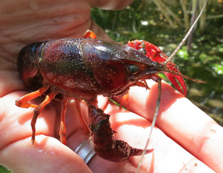 Lousiana Swamp Crayfish